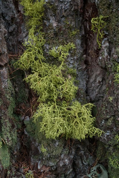 Letharia vulpina-1